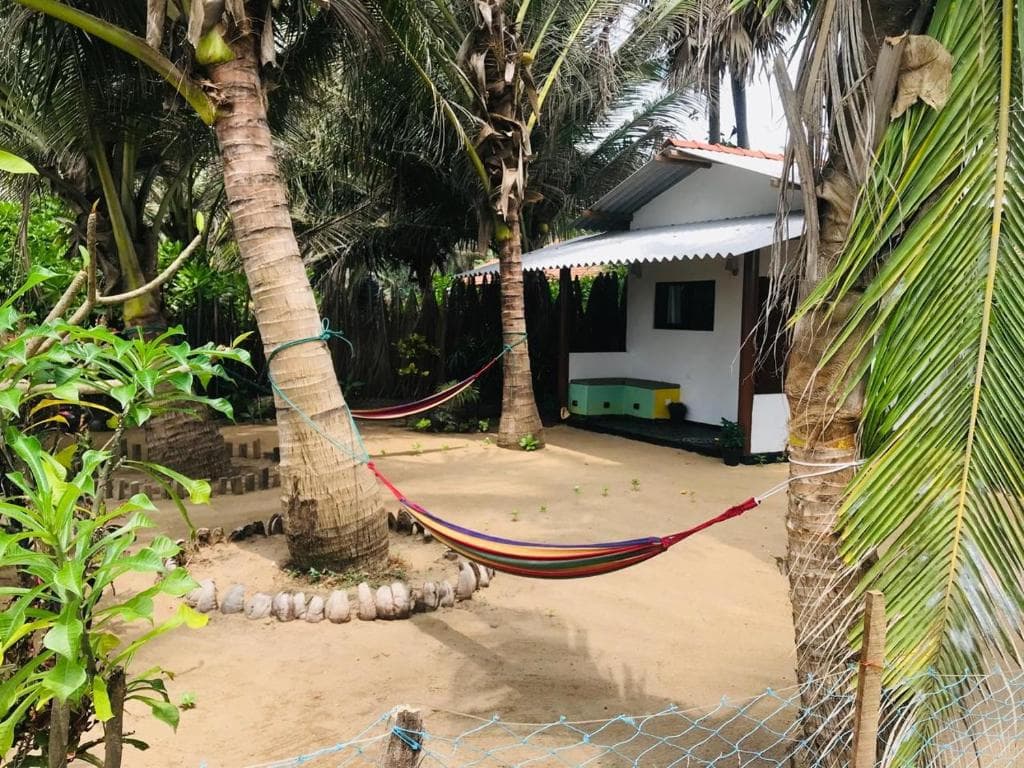 A hammock strung between coconut palms in the garden