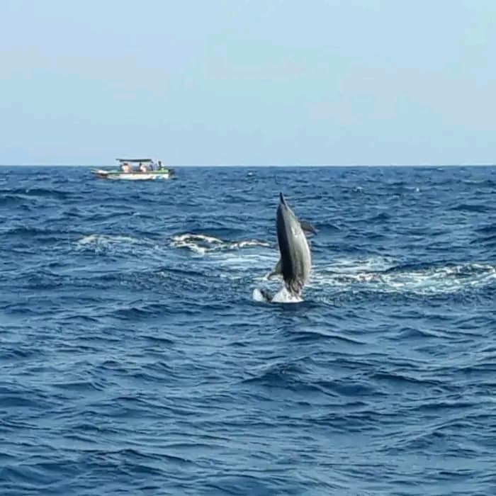 A dolphin jumping clear of the water
