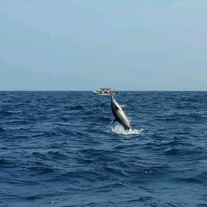 A spinner dolphin twisting above the water