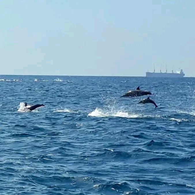 Two spinner dolphins leaping together in the sunshine