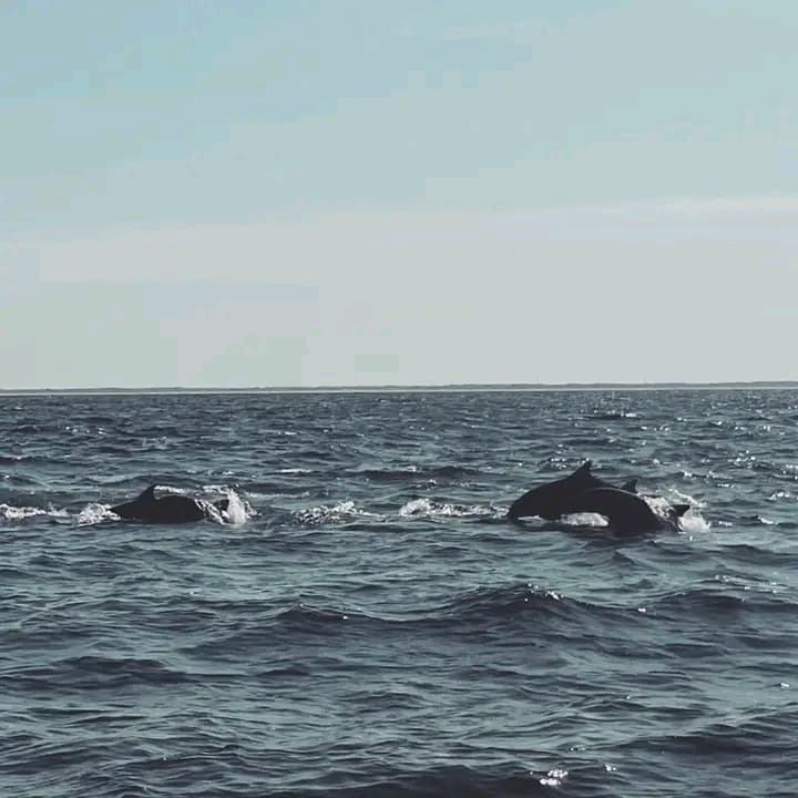 Dolphins surfacing in the open Indian Ocean