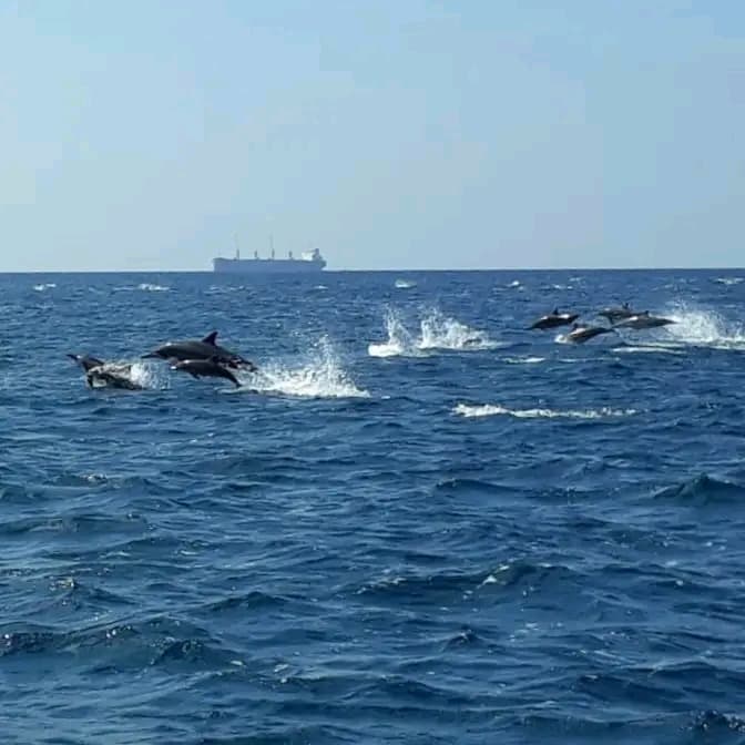 A pod of dolphins leaping across the open sea