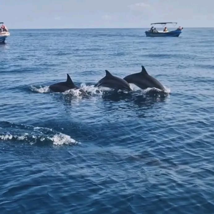 A pod of spinner dolphins leaping through the blue water off Kalpitiya