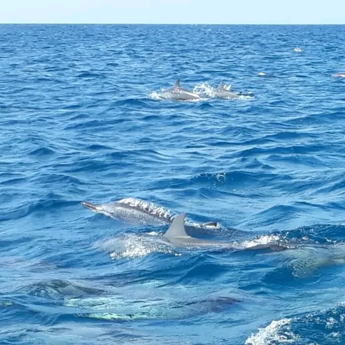 A group of dolphins swimming close to the surface