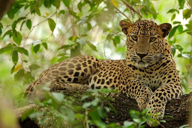 A Sri Lankan leopard resting on a branch in Wilpattu National Park